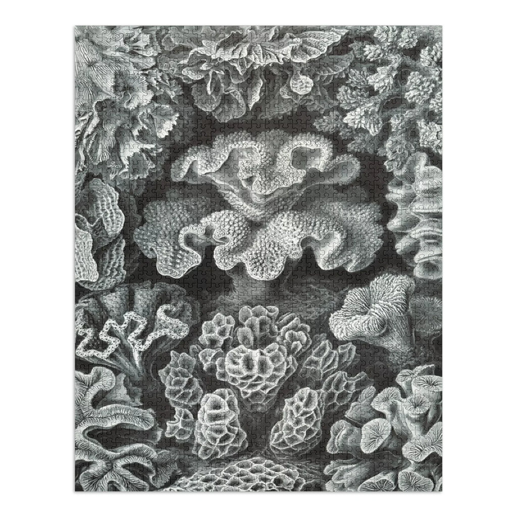 Family, Haeckel, dimension Made Ernst USA) Puzzle Adults in Jigsaw 19x27, Challenging Puzzle, and Piece (1000 Hexacoralla for