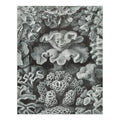 Family, Haeckel, dimension Made Ernst USA) Puzzle Adults in Jigsaw 19x27, Challenging Puzzle, and Piece (1000 Hexacoralla for