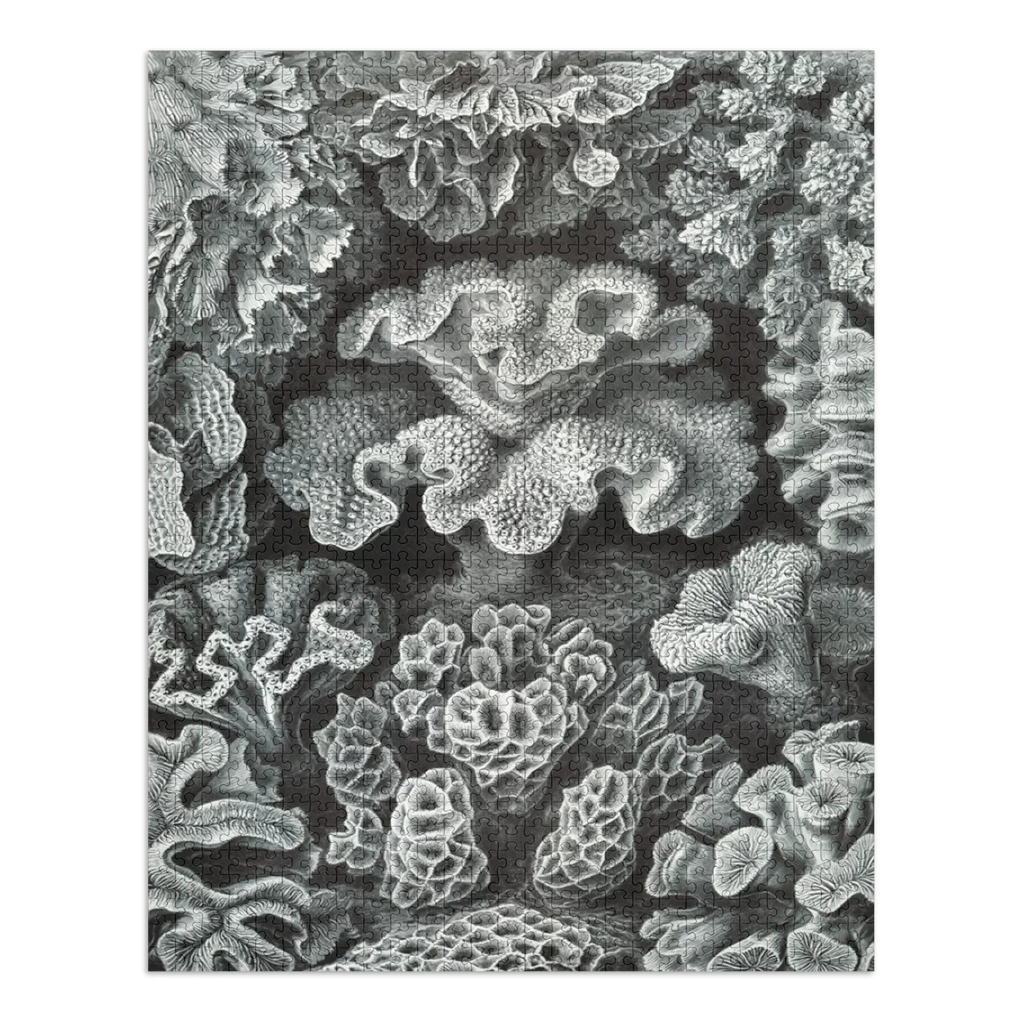 Family, Haeckel, dimension Made Ernst USA) Puzzle Adults in Jigsaw 19x27, Challenging Puzzle, and Piece (1000 Hexacoralla for