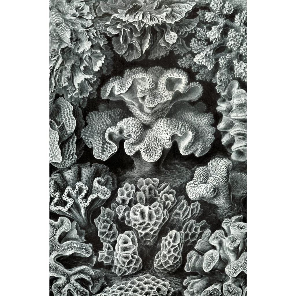 Family, Haeckel, dimension Made Ernst USA) Puzzle Adults in Jigsaw 19x27, Challenging Puzzle, and Piece (1000 Hexacoralla for