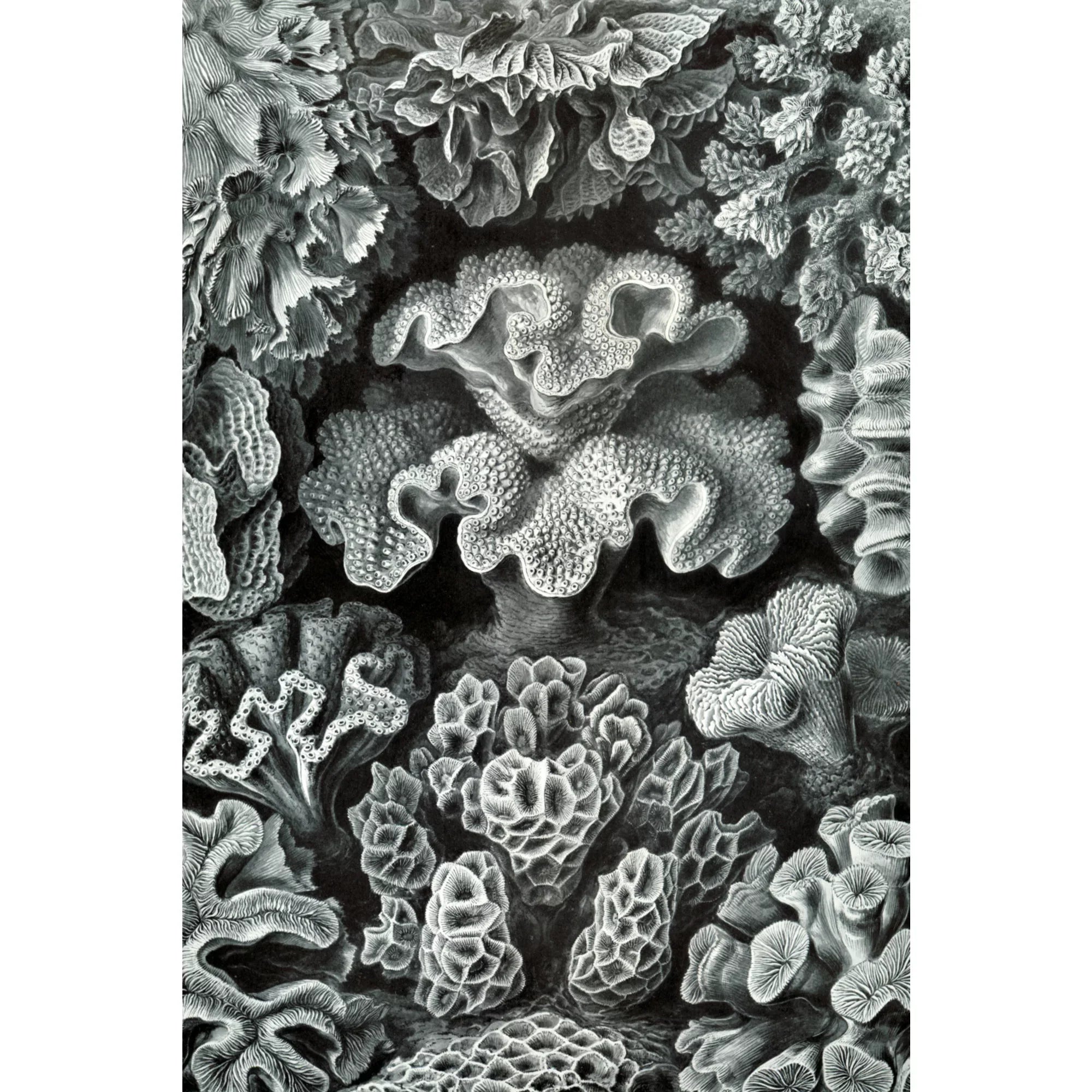 Family, Haeckel, dimension Made Ernst USA) Puzzle Adults in Jigsaw 19x27, Challenging Puzzle, and Piece (1000 Hexacoralla for